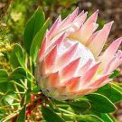 200 PCS Seeds Protea Cynaroides 200 PCS Seeds Protea Cynaroides