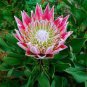 200 PCS Seeds Protea Cynaroides