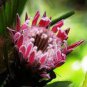 200 PCS Seeds Protea Cynaroides