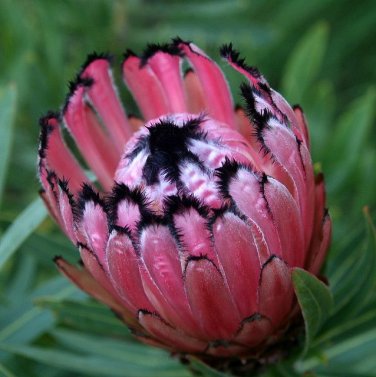 1 PCS Seeds Protea Neriifolia Oleanderleaf Protea Baardsuikerbos