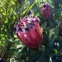 1 PCS Seeds Protea Neriifolia Oleanderleaf Protea Baardsuikerbos