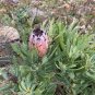 1 PCS Seeds Protea Neriifolia Oleanderleaf Protea Baardsuikerbos