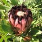 1 PCS Seeds Protea Neriifolia Oleanderleaf Protea Baardsuikerbos