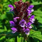 20 PCS Seeds Prunella Herb Perennial Plant 20 PCS Seeds Prunella Herb Perennial Plant