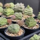 1 PCS Seeds Pseudolithos Cubiformis