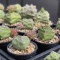 1 PCS Seeds Pseudolithos Cubiformis