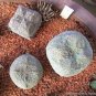 1 PCS Seeds Pseudolithos Cubiformis