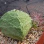 1 PCS Seeds Pseudolithos Cubiformis