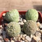 1 PCS Seeds PSEUDOLITHOS Sphaericust