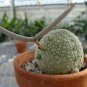 1 PCS Seeds PSEUDOLITHOS Sphaericust