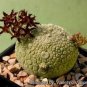 1 PCS Seeds PSEUDOLITHOS Sphaericust
