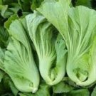 500 PCS Seeds Pterocladia tenuis Chinese Little Greens Vegetable 500 PCS Seeds Pterocladia tenuis Chinese Little Greens Vegetable