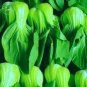 500 PCS Seeds Pterocladia tenuis Chinese Little Greens Vegetable
