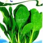 500 PCS Seeds Pterocladia tenuis Chinese Little Greens Vegetable