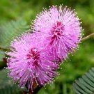 30 PCS Seeds Pudica Linn Bashful Grass Seeds Foliage Mimosa Pudica Sensitive Bonsai