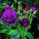 500 PCS Seeds Pure and Fresh Purple Rose 500 PCS Seeds Pure and Fresh Purple Rose