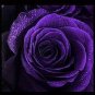 500 PCS Seeds Pure and Fresh Purple Rose