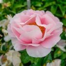 5 PCS Seeds Purely Pink Salmon Peony Tree big blooming double petals