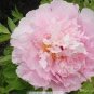 5 PCS Seeds Purely Pink Salmon Peony Tree big blooming double petals