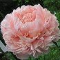 5 PCS Seeds Purely Pink Salmon Peony Tree big blooming double petals
