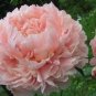 5 PCS Seeds Purely Pink Salmon Peony Tree big blooming double petals