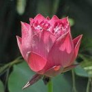 1 PCS Seeds Purely Red Nelumbo Nucifera China Beautiful Lotus Pad Flower Pond