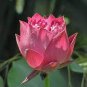 1 PCS Seeds Purely Red Nelumbo Nucifera China Beautiful Lotus Pad Flower Pond