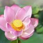 1 PCS Seeds Purely Red Nelumbo Nucifera China Beautiful Lotus Pad Flower Pond