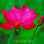 1 PCS Seeds Purely Red Nelumbo Nucifera China Beautiful Lotus Pad Flower Pond