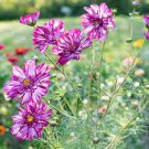1000 PCS Seeds Purple (Mixed) Cosmos Bipinnatus Coreopsis Seeds Purple Double Flowers