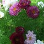1000 PCS Seeds Purple (Mixed) Cosmos Bipinnatus Coreopsis Seeds Purple Double Flowers