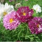 1000 PCS Seeds Purple (Mixed) Cosmos Bipinnatus Coreopsis Seeds Purple Double Flowers