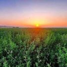 100 PCS Seeds Purple Alfalfa Seed High Quality Forage Perennial Grass