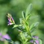 100 PCS Seeds Purple Alfalfa Seed High Quality Forage Perennial Grass