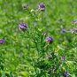 100 PCS Seeds Purple Alfalfa Seed High Quality Forage Perennial Grass