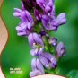 100 PCS Seeds Purple Alfalfa Seed High Quality Forage Perennial Grass