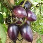 300 PCS Seeds Purple Amaranthine Tomato