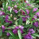 20 PCS Seeds Purple Balsam Perennial Flower