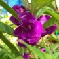 20 PCS Seeds Purple Balsam Perennial Flower