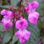20 PCS Seeds Purple Balsam Perennial Flower