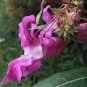 20 PCS Seeds Purple Balsam Perennial Flower