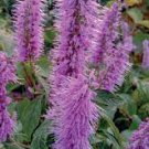 120 PCS Seeds Purple Bamboo Foxtail 120 PCS Seeds Purple Bamboo Foxtail