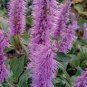 120 PCS Seeds Purple Bamboo Foxtail