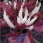 120 PCS Seeds Purple Bamboo Foxtail