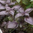 35 PCS Seeds Purple Basil Seeds Aromatic Plants
