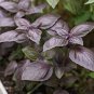 35 PCS Seeds Purple Basil Seeds Aromatic Plants