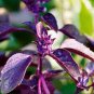 35 PCS Seeds Purple Basil Seeds Aromatic Plants