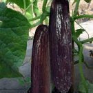 20 PCS Seeds Purple Black Japanese Long Cucumber 20 PCS Seeds Purple Black Japanese Long Cucumber