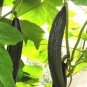 20 PCS Seeds Purple Black Japanese Long Cucumber