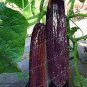 20 PCS Seeds Purple Black Japanese Long Cucumber